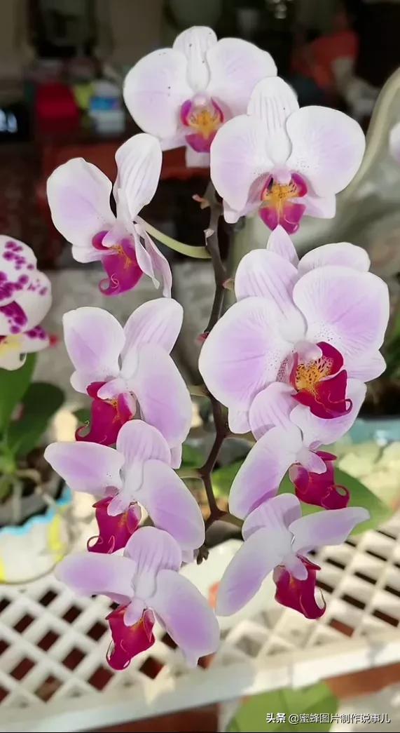 百花争放暗香溢，留连忘返戏蜂蝶(图14)