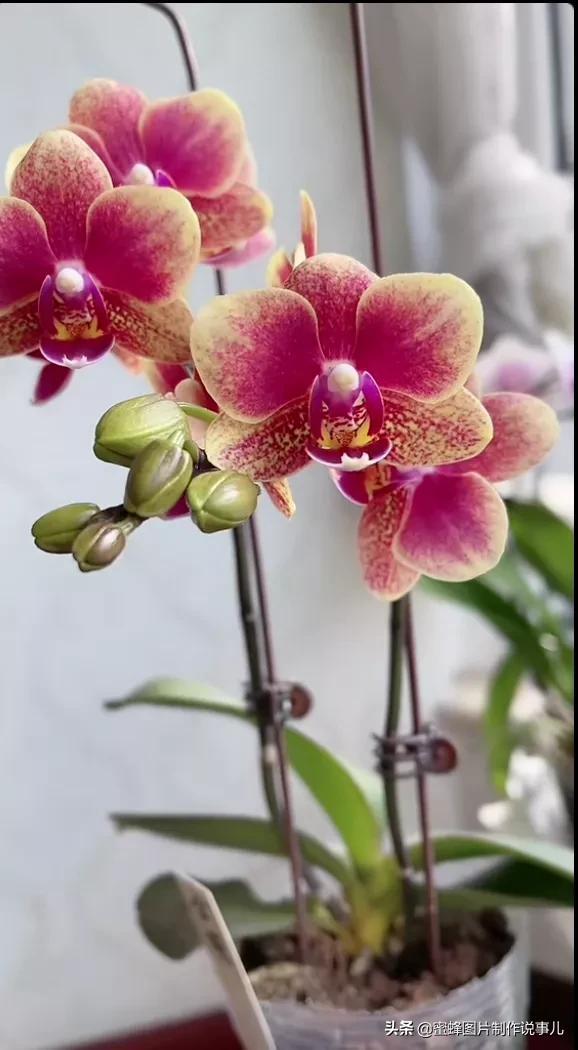 百花争放暗香溢，留连忘返戏蜂蝶(图15)