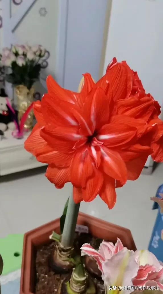 百花争放暗香溢，留连忘返戏蜂蝶(图16)