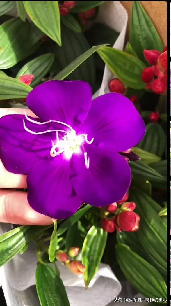 百花争放暗香溢，留连忘返戏蜂蝶(图17)