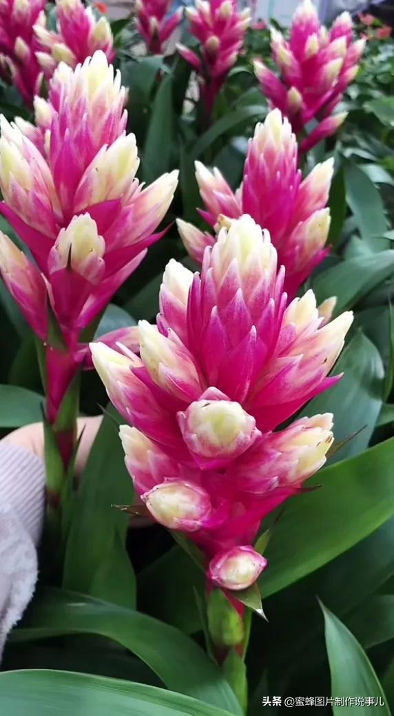 百花争放暗香溢，留连忘返戏蜂蝶(图18)