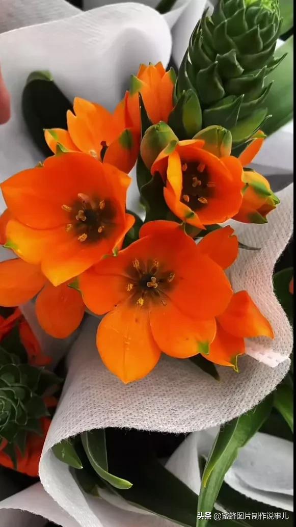 百花争放暗香溢，留连忘返戏蜂蝶(图19)