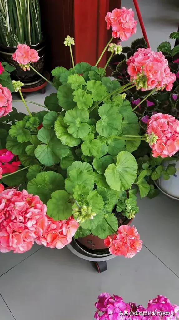 百花争放暗香溢，留连忘返戏蜂蝶(图22)