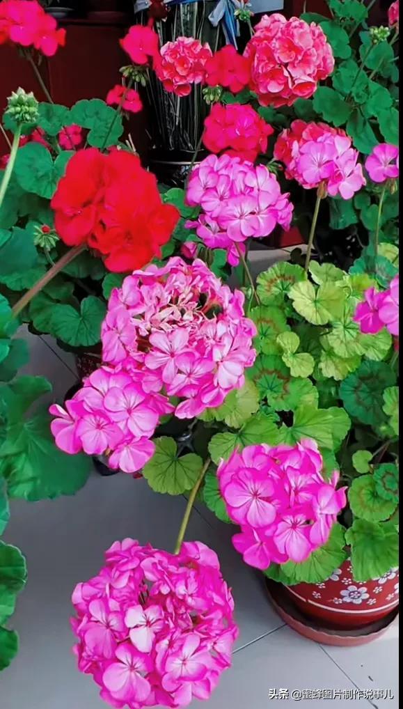 百花争放暗香溢，留连忘返戏蜂蝶(图23)