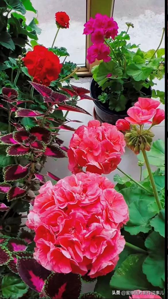 百花争放暗香溢，留连忘返戏蜂蝶(图24)