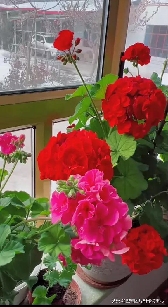 百花争放暗香溢，留连忘返戏蜂蝶(图25)