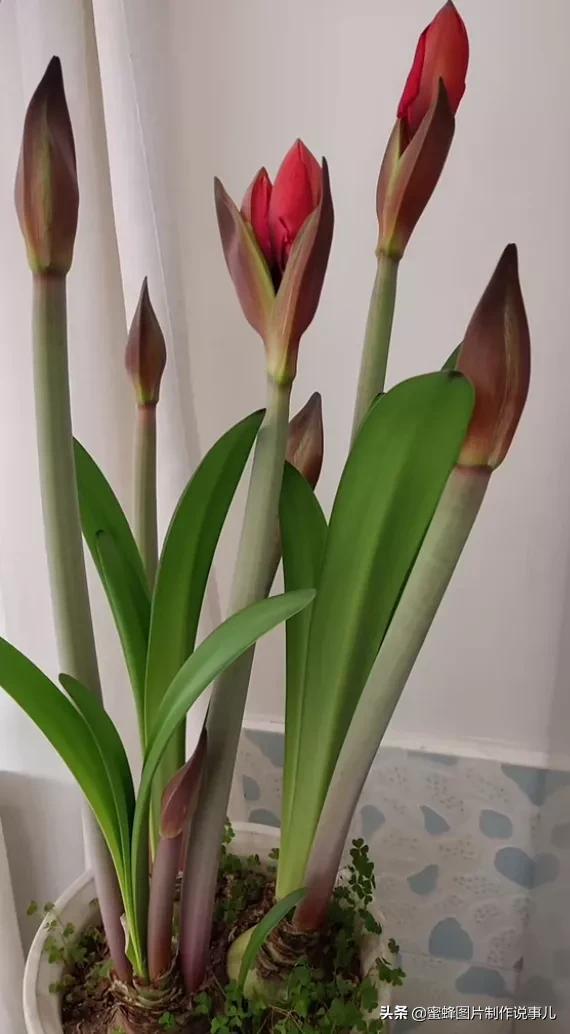 百花争放暗香溢，留连忘返戏蜂蝶(图26)