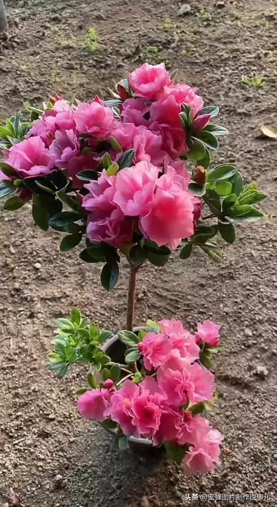 百花争放暗香溢，留连忘返戏蜂蝶(图27)