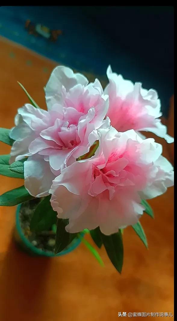 百花争放暗香溢，留连忘返戏蜂蝶(图29)