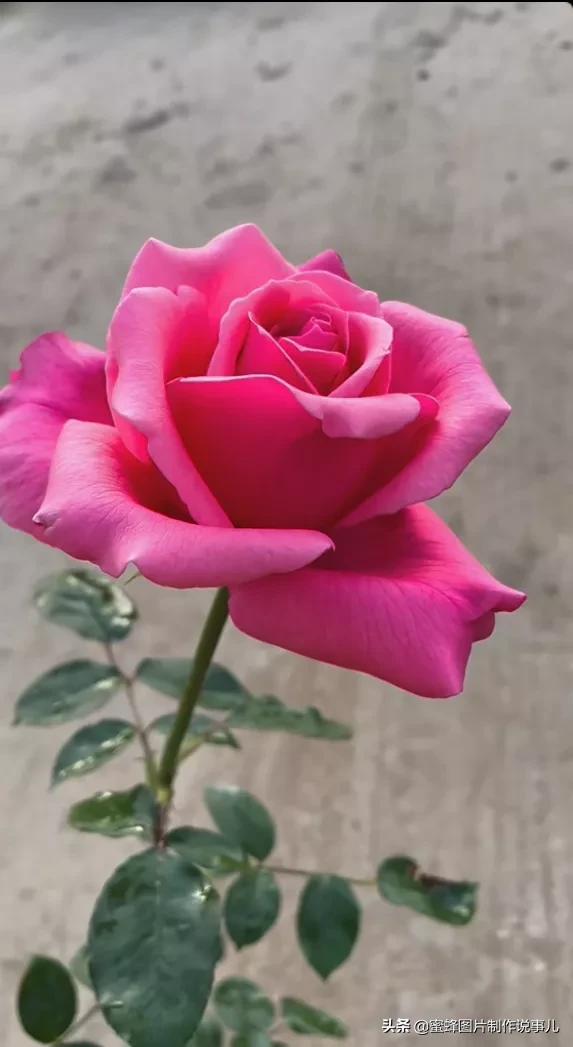 百花争放暗香溢，留连忘返戏蜂蝶(图32)