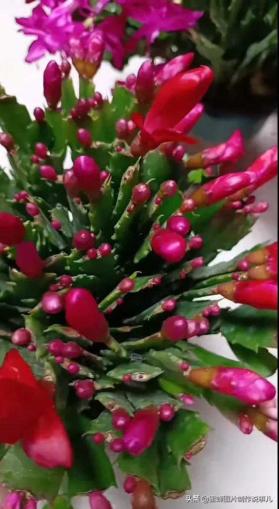 百花争放暗香溢，留连忘返戏蜂蝶(图33)