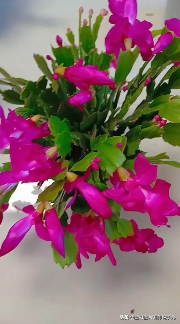 百花争放暗香溢，留连忘返戏蜂蝶(图34)