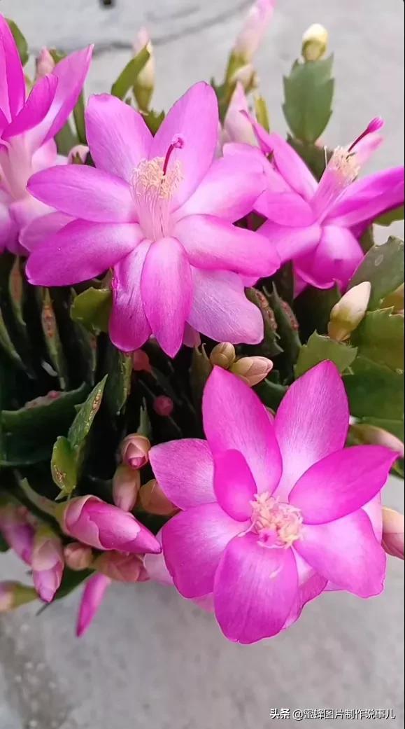 百花争放暗香溢，留连忘返戏蜂蝶(图35)