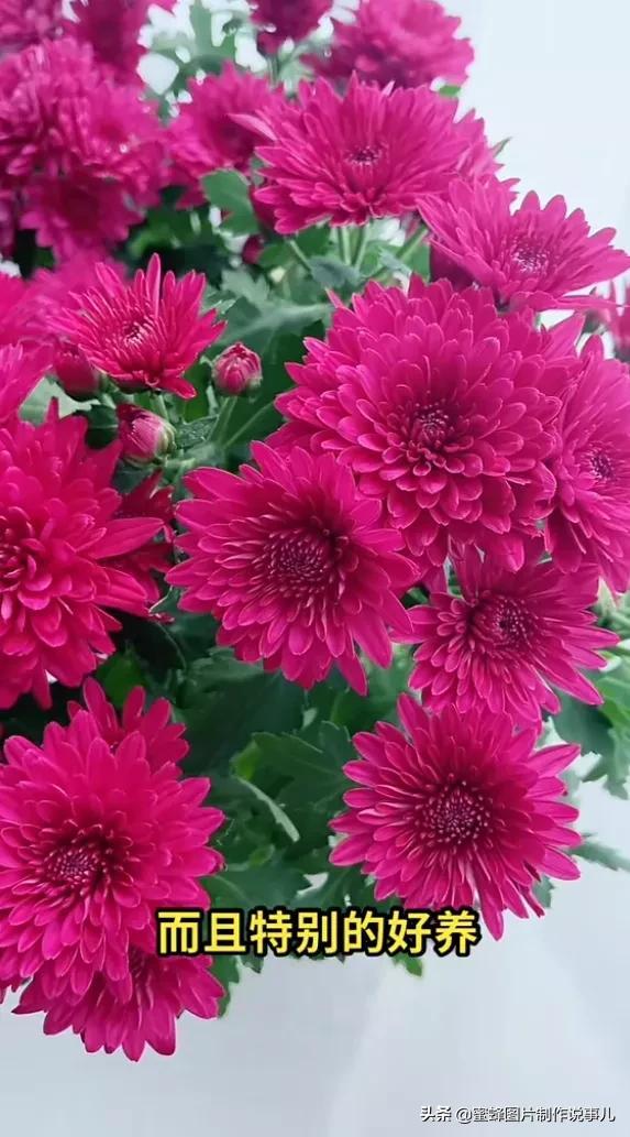 百花争放暗香溢，留连忘返戏蜂蝶(图36)