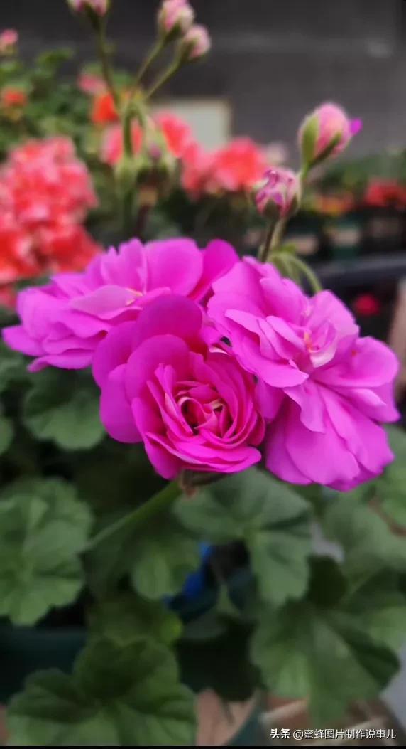 百花争放暗香溢，留连忘返戏蜂蝶(图37)