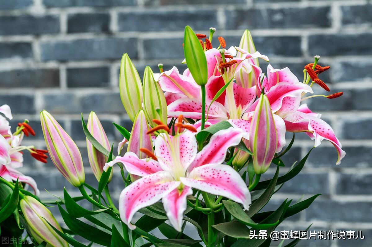 百花争放暗香溢，留连忘返戏蜂蝶(图42)