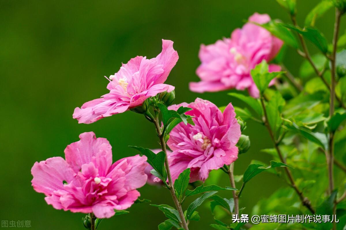 百花争放暗香溢，留连忘返戏蜂蝶(图44)