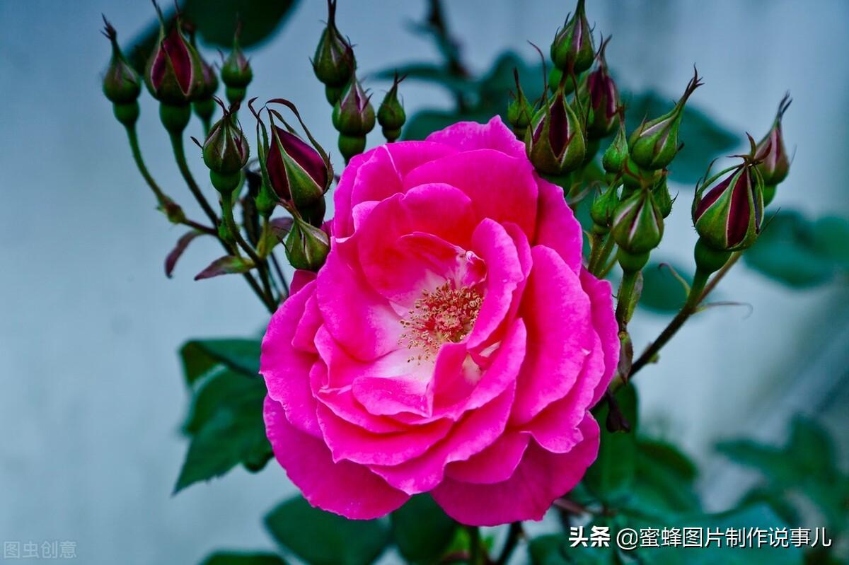 百花争放暗香溢，留连忘返戏蜂蝶(图46)