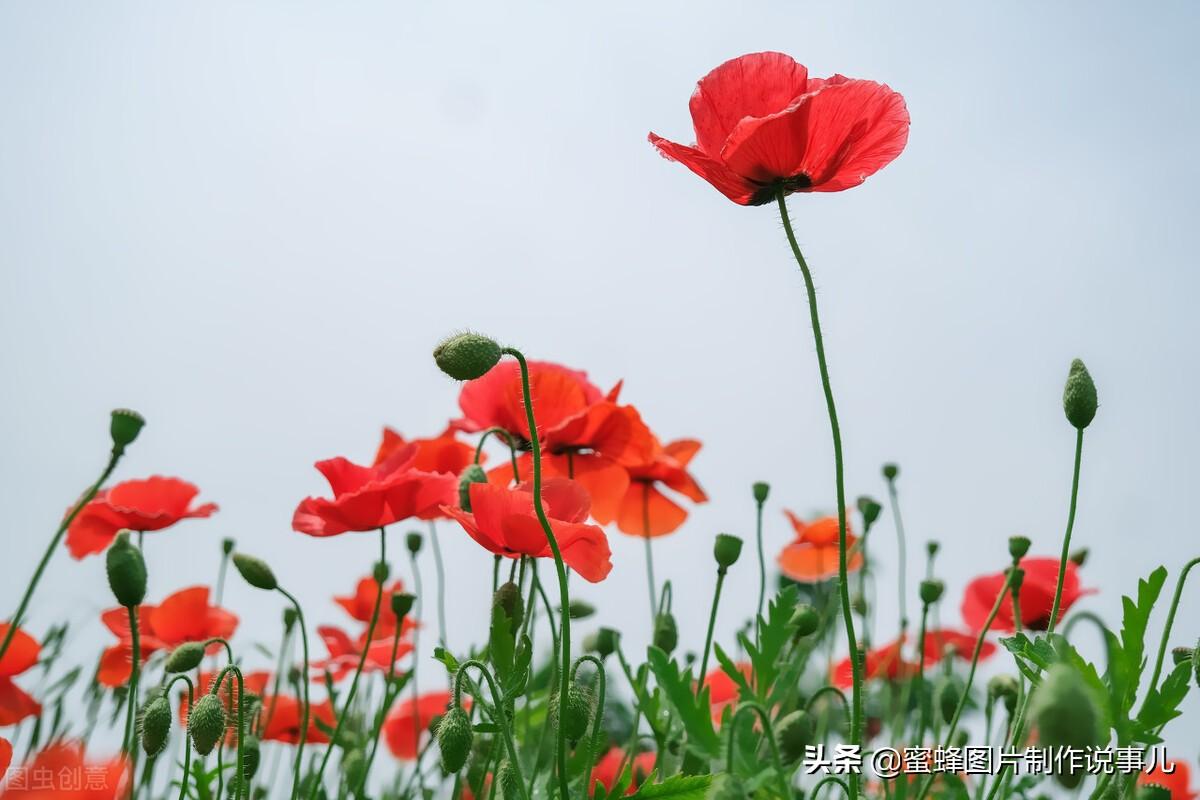 百花争放暗香溢，留连忘返戏蜂蝶(图48)