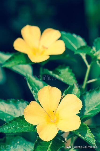 百花争放暗香溢，留连忘返戏蜂蝶(图50)