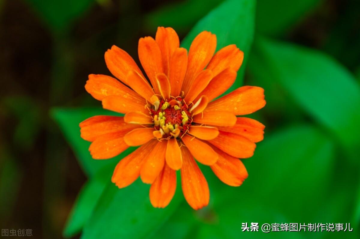 百花争放暗香溢，留连忘返戏蜂蝶(图57)