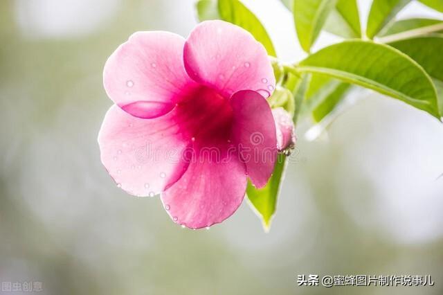 百花争放暗香溢，留连忘返戏蜂蝶(图61)