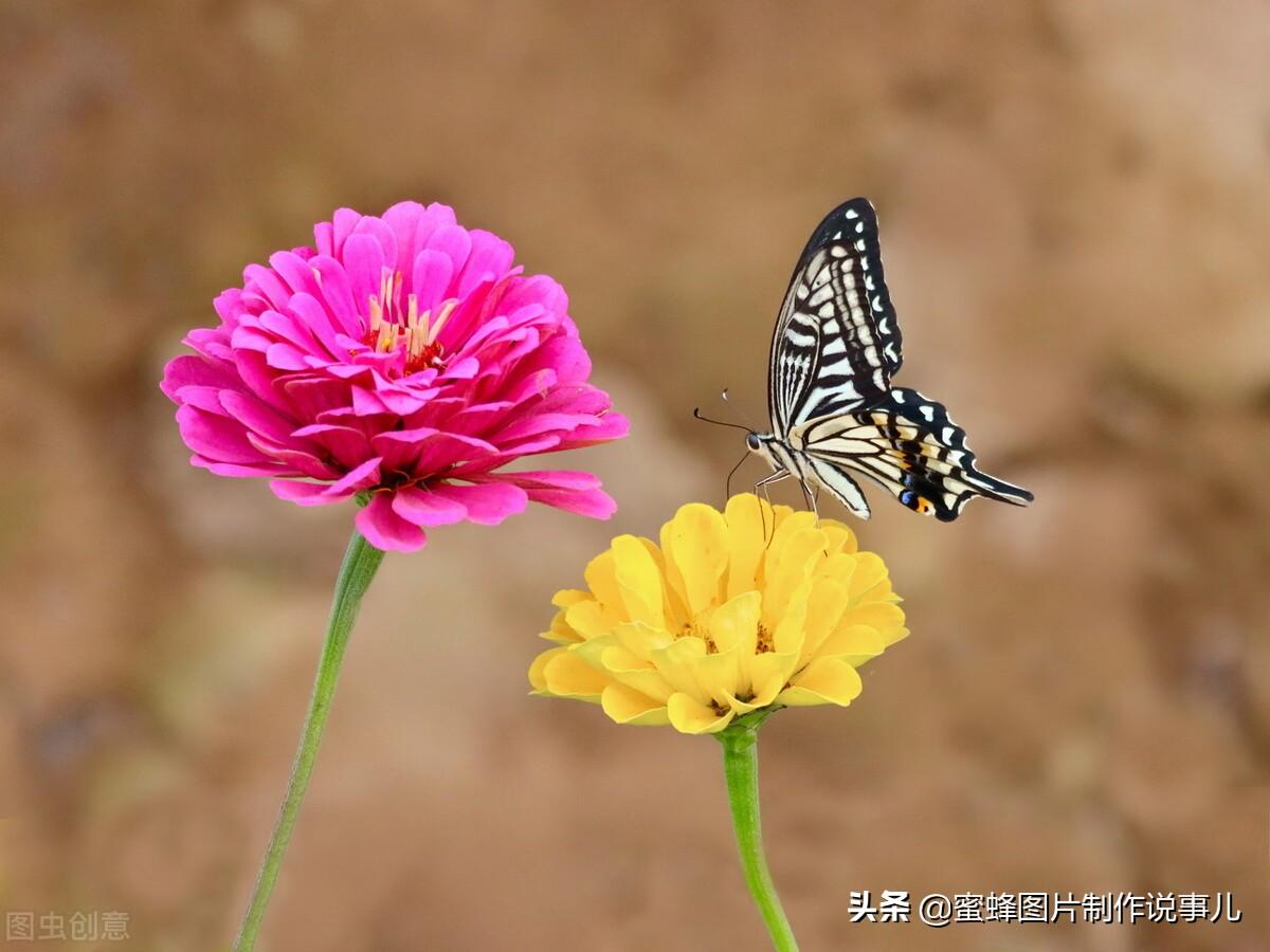 百花争放暗香溢，留连忘返戏蜂蝶(图63)