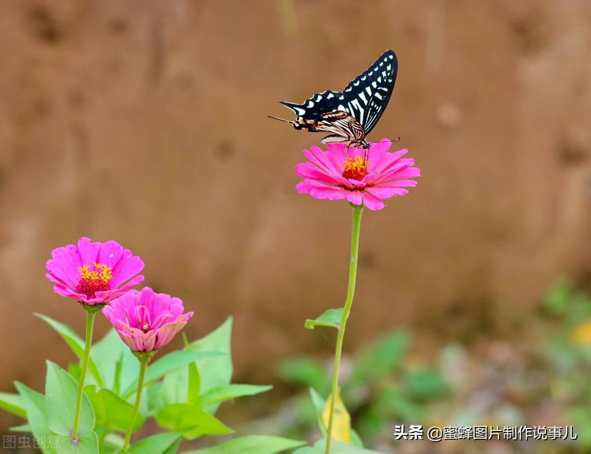 百花争放暗香溢，留连忘返戏蜂蝶(图65)