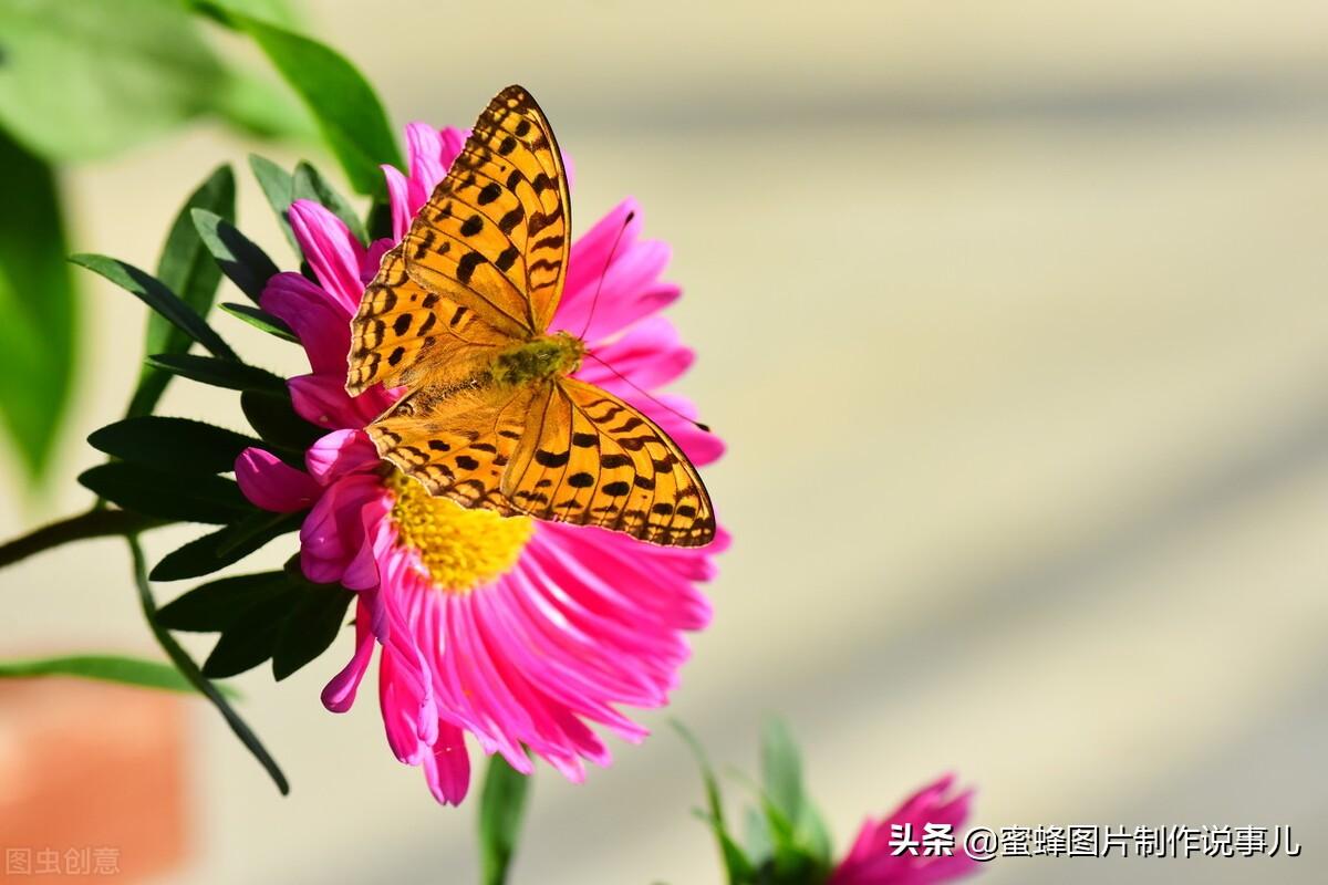 百花争放暗香溢，留连忘返戏蜂蝶(图66)