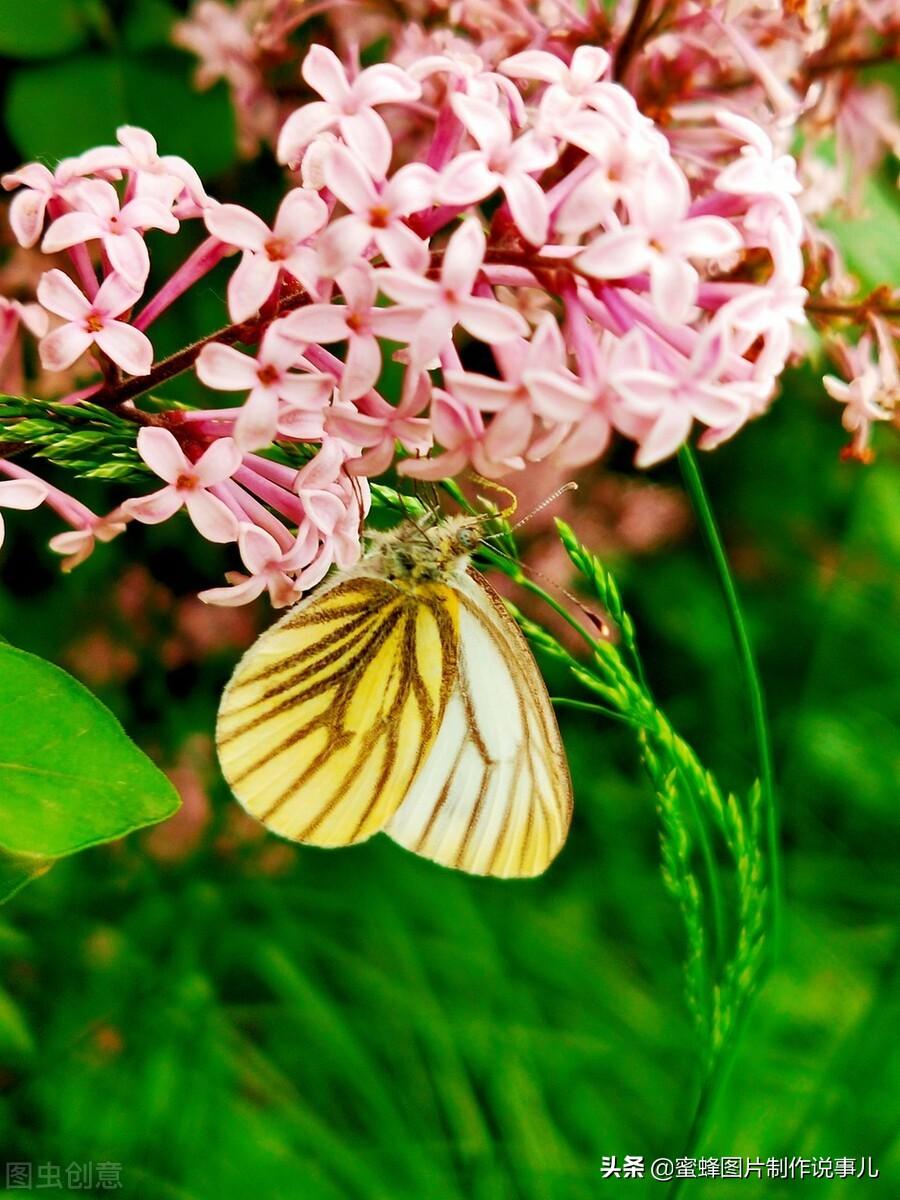 百花争放暗香溢，留连忘返戏蜂蝶(图69)