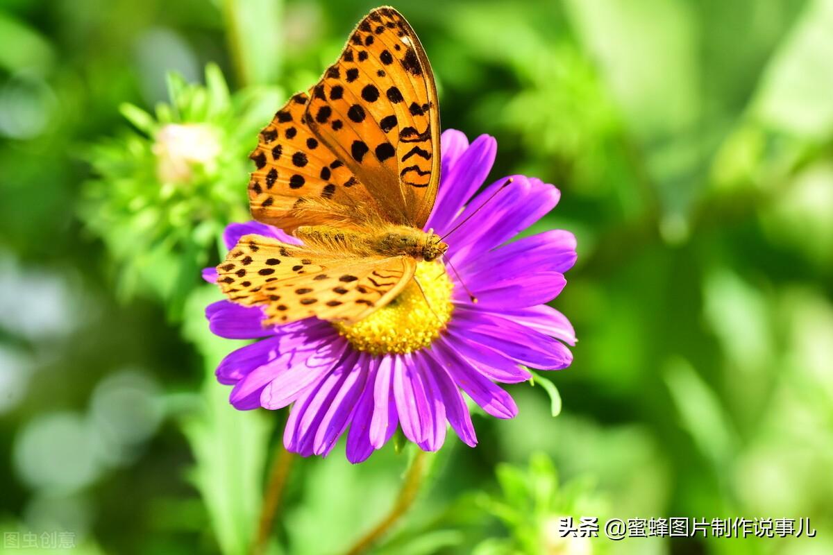 百花争放暗香溢，留连忘返戏蜂蝶(图70)