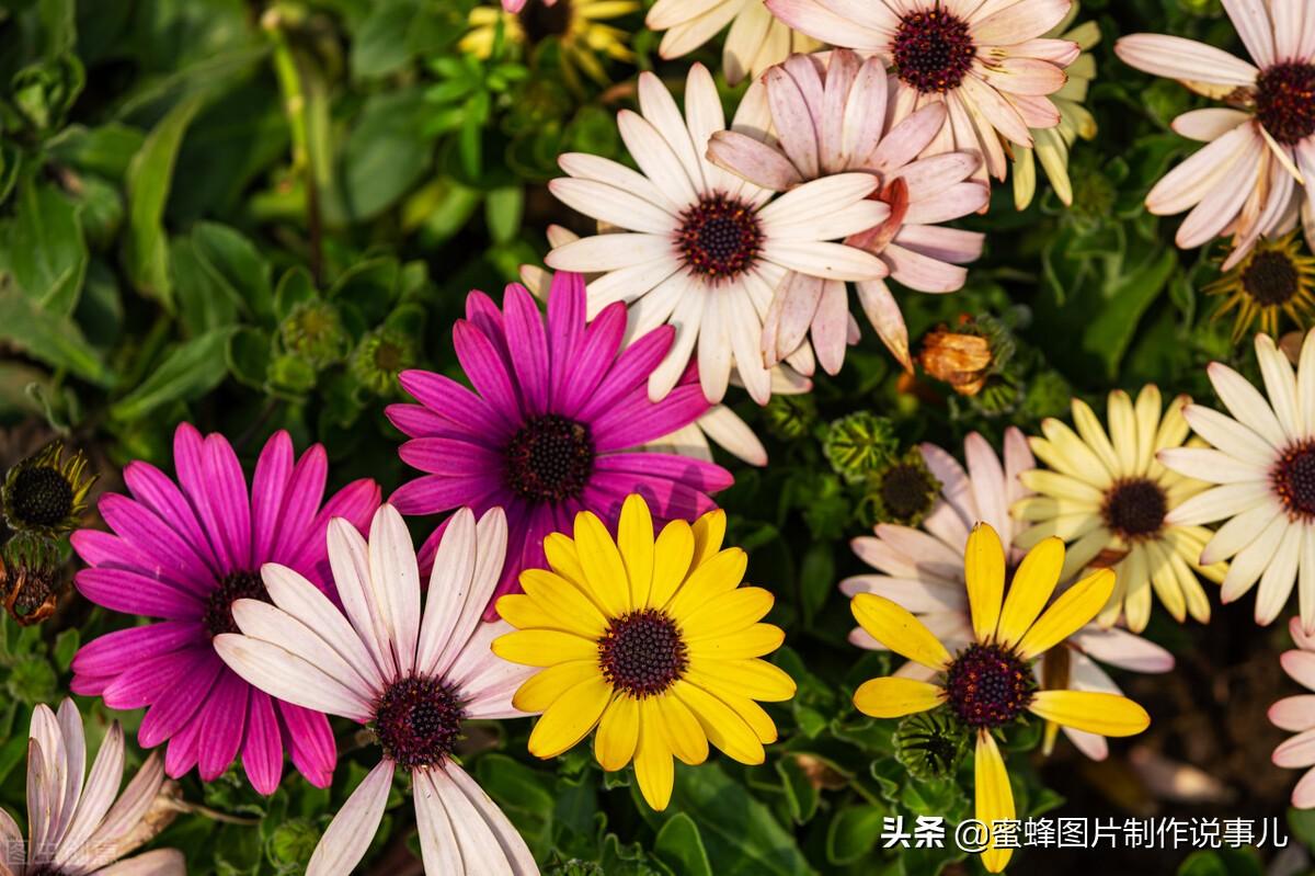 百花争放暗香溢，留连忘返戏蜂蝶(图72)