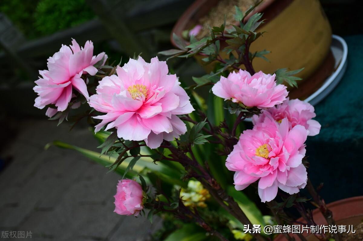 百花争放暗香溢，留连忘返戏蜂蝶(图73)