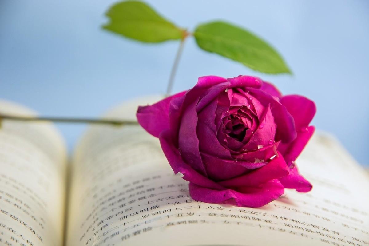 撕心裂肺的句子：绝口不提爱你，不是不爱，而是很爱，却不能再爱(图1)