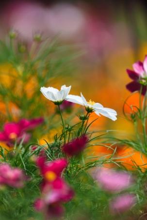 善不可失，从善名人名句，愿我们都做一个善良的人(图1)