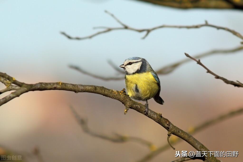 写给我逝去的小鸟(图1)
