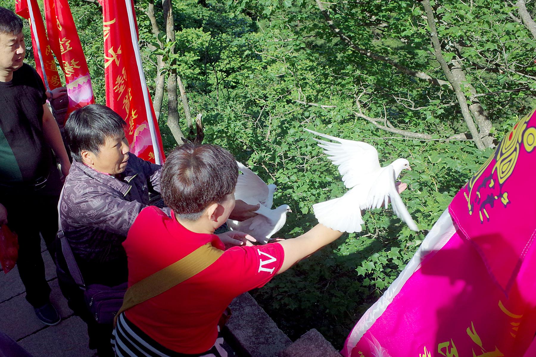 放生放鸽子(图1)