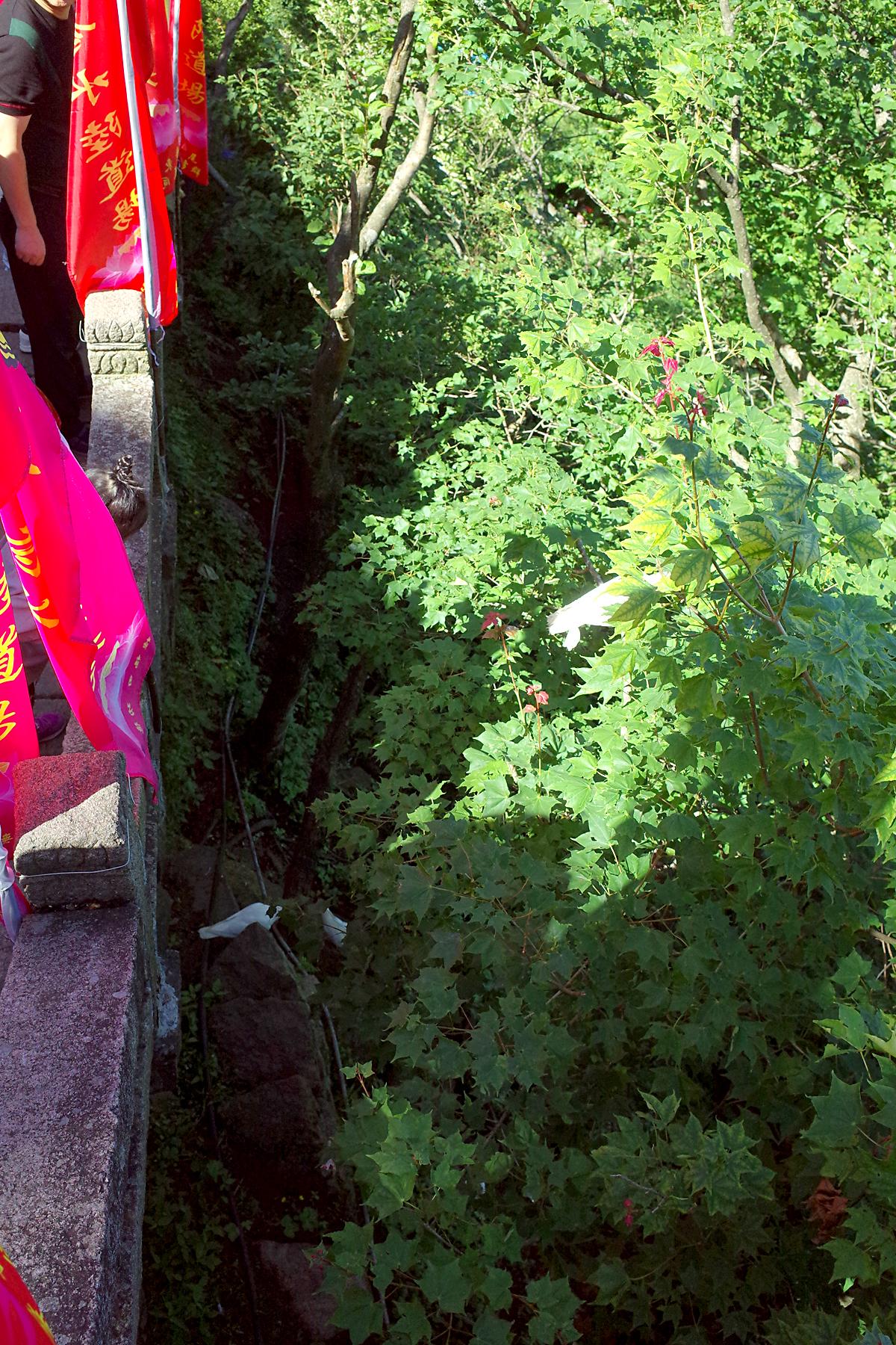 放生放鸽子(图2)