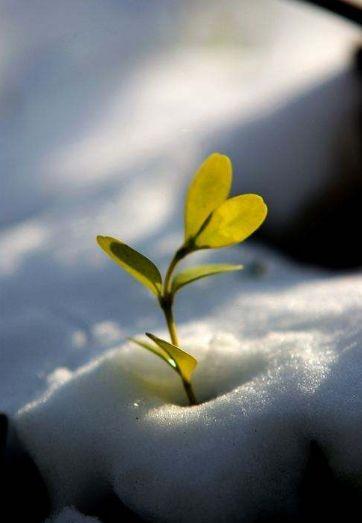 「新诗采撷」冯烨｜掌心化雪(图4)