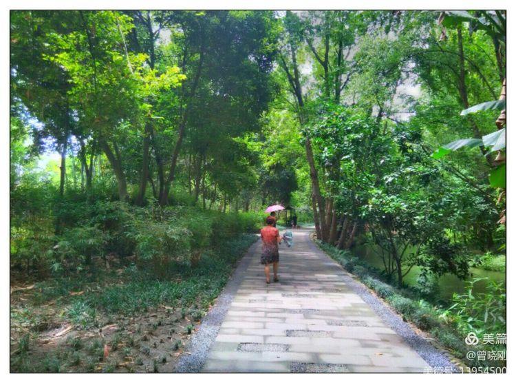 乐 游 斑 竹 林（原创）(图8)