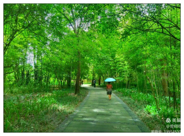 乐 游 斑 竹 林（原创）(图9)