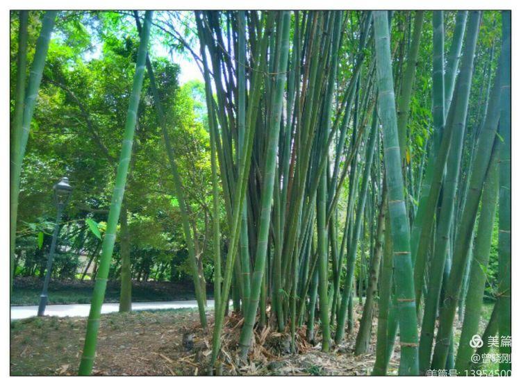 乐 游 斑 竹 林（原创）(图14)