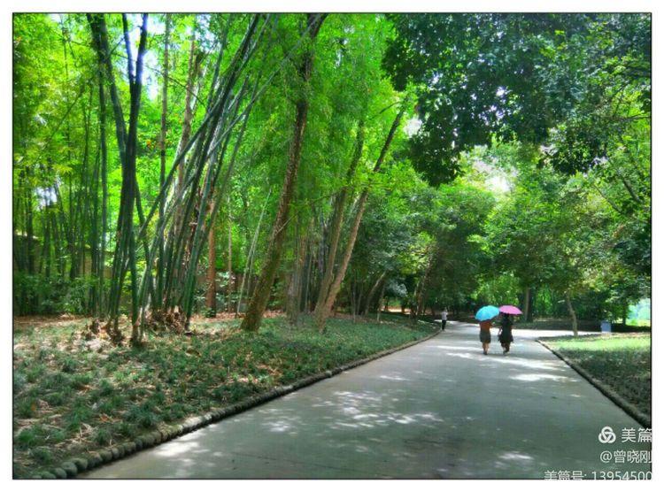 乐 游 斑 竹 林（原创）(图15)