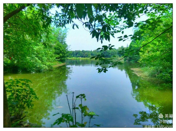 乐 游 斑 竹 林（原创）(图17)