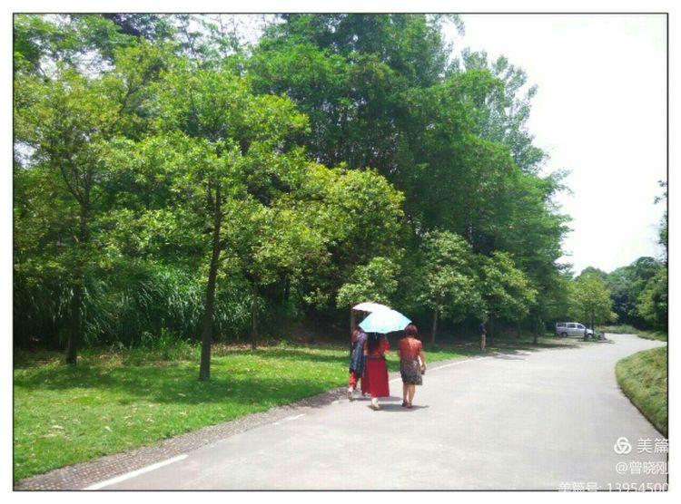 乐 游 斑 竹 林（原创）(图18)