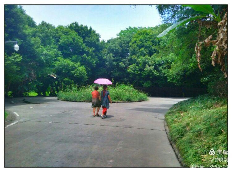 乐 游 斑 竹 林（原创）(图19)