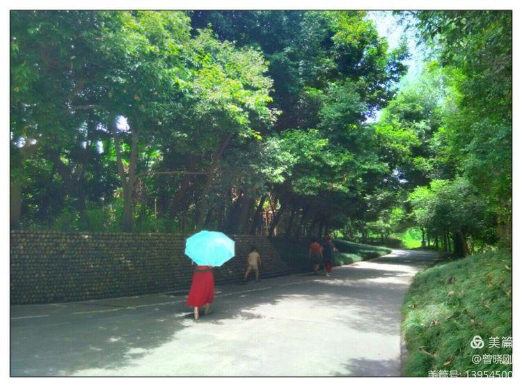 乐 游 斑 竹 林（原创）(图20)