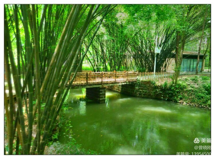 乐 游 斑 竹 林（原创）(图22)