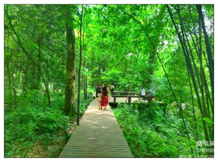 乐 游 斑 竹 林（原创）(图23)