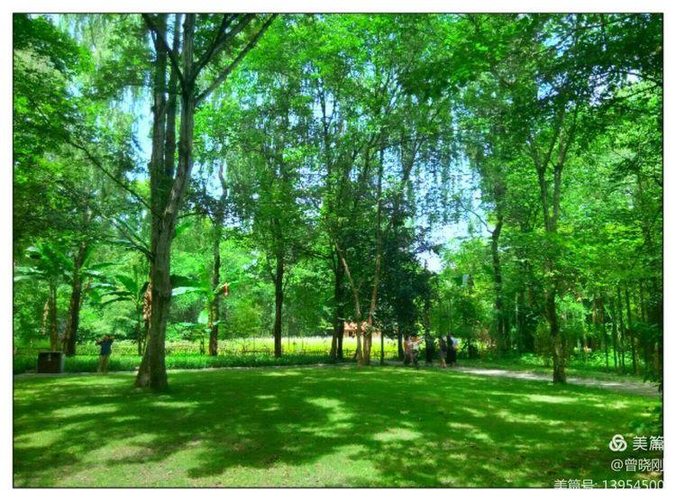 乐 游 斑 竹 林（原创）(图24)